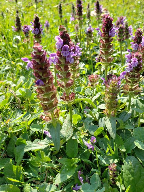 flowers  field  leaves