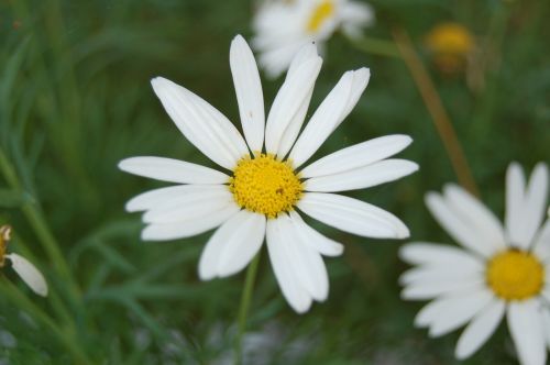 flowers landscape flower