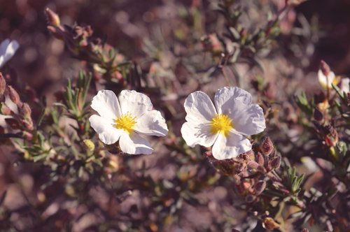 flowers  nature  petals