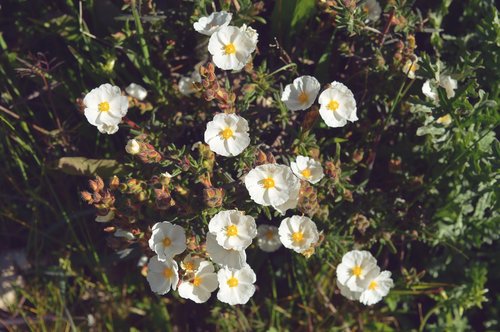 flowers  flora  nature