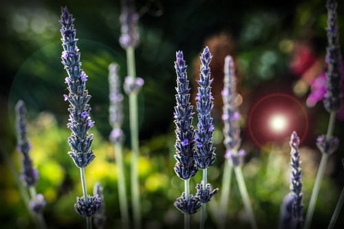 flowers  meadow  nature