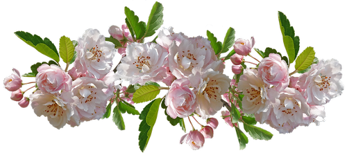 flowers  crabapple  blossom
