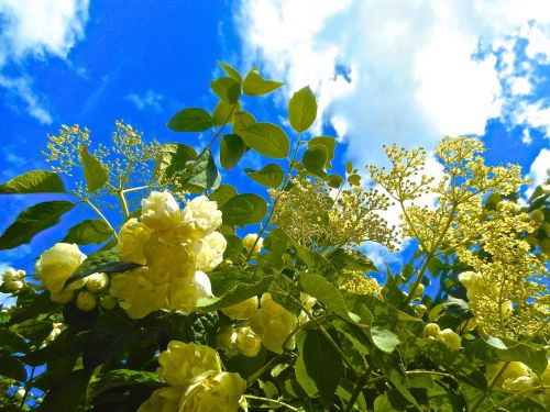 flowers blue sky summer