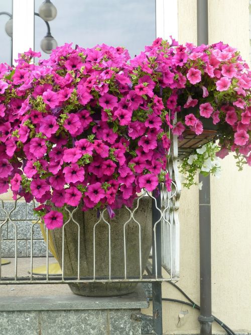 flowers balcony colors