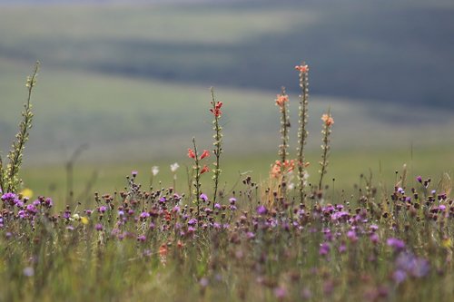 flowers  field  minas