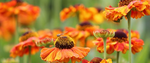 flowers  garden  bee