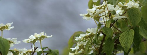 flowers  nature  blossom