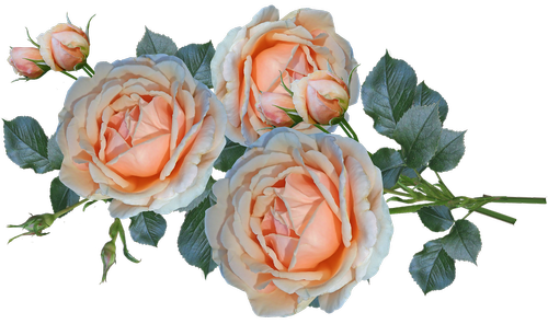 flowers  roses  fragrant
