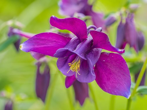 flowers  columbine  columbine flower