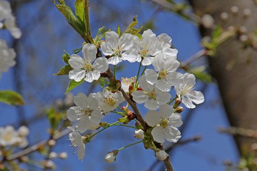 flowers  cherry blossoms  tree