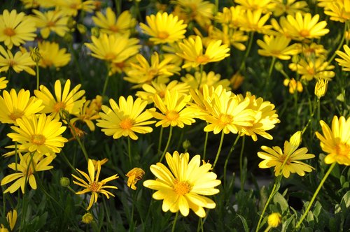 flowers  sun  osteospermum