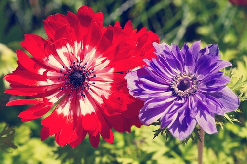 flowers  anemones  red