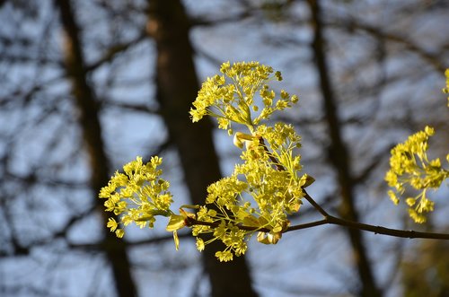 flowers  forest  nature