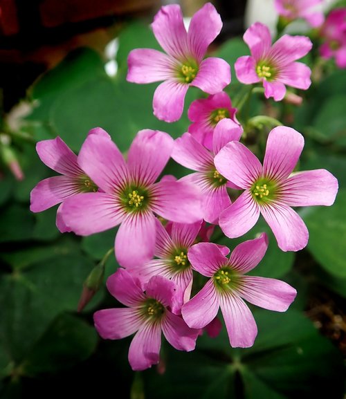 flowers  pink  shamrock