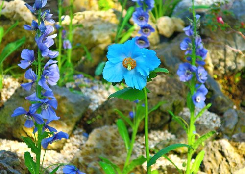 flowers  blue  plants
