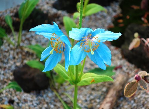 flowers  blue  plants
