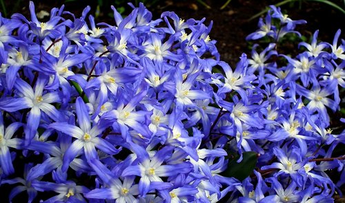 flowers  blue  spring