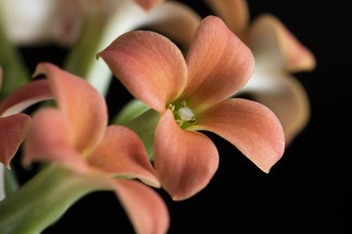 flowers  potted plant  plants