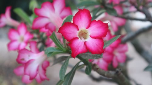 flowers  red  garden