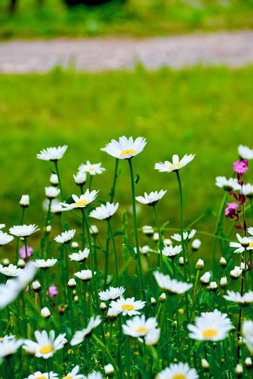 flowers  meadow  nature