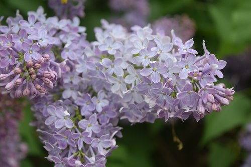 flowers  flower  purple