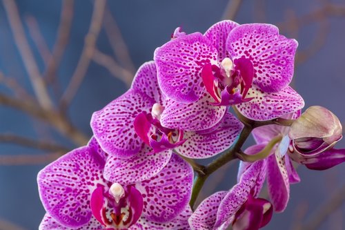 flowers  orchid  tropical