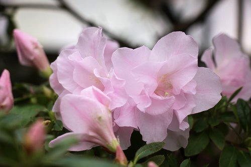 flowers  pink  flower