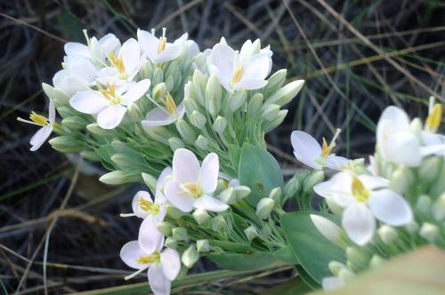 flowers white girls delicate