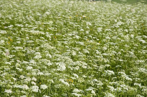 flowers  meadow  nature