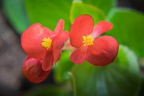 flowers  plant  botany