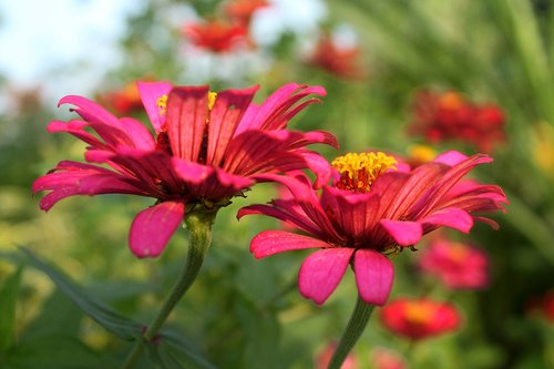 flowers  pink  nature