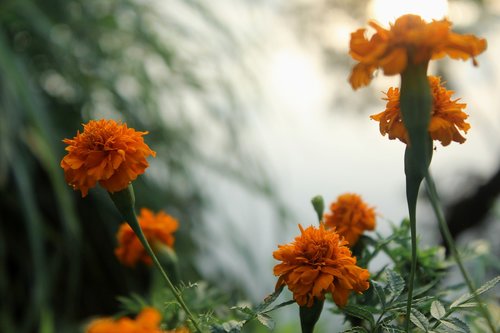 flowers  nature  plant