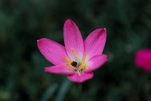 flowers  plant  nature