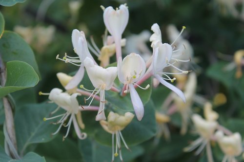 flowers  perfoliate honeysuckle  white