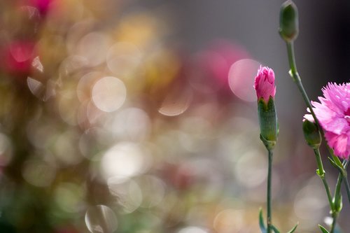 flowers  colors  clove