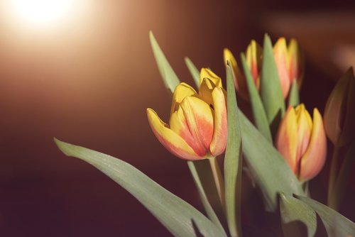 flowers  tulips  red