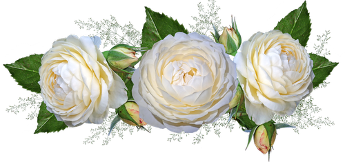 flowers  roses  white