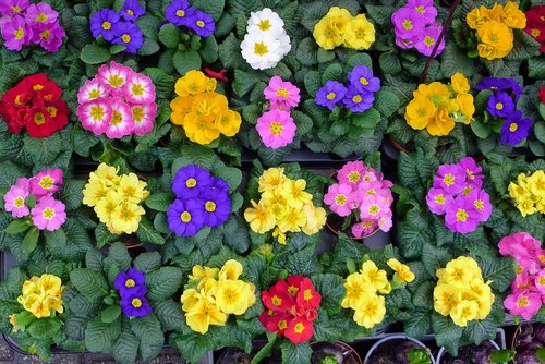 flowers  flower market amsterdam  bedding plants