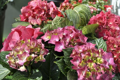 flowers  hydrangeas  pink