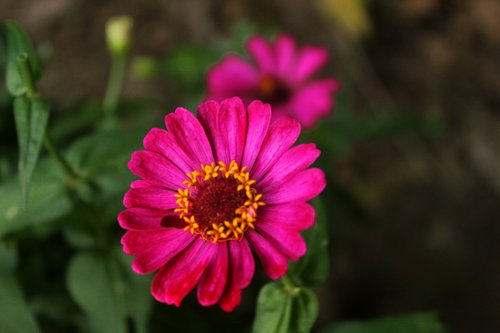 flowers  nature  plant