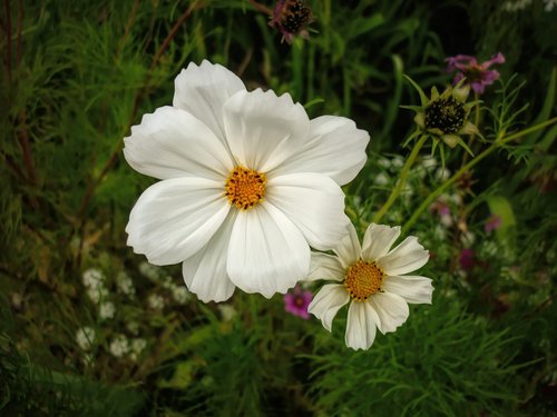 flowers  flora  nature