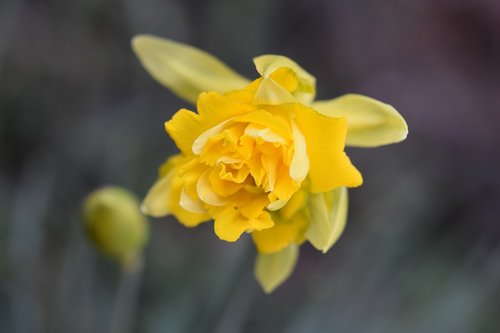 flowers  daffodil  narcissus