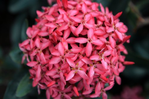 flowers  nature  plant