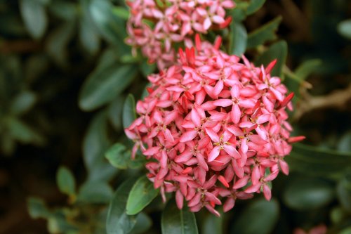 flowers  plant  garden