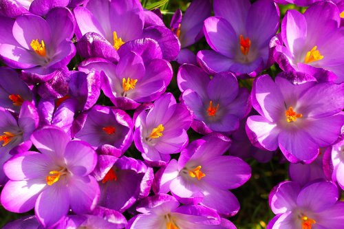 flowers  crocus  spring