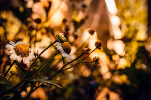 flowers  shrub  flowering