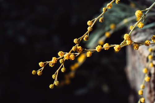 flowers  color  nature