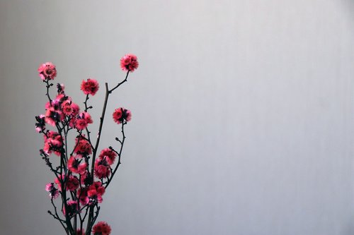 flowers  flower  background