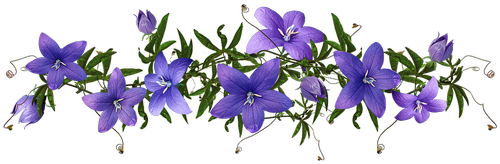 flowers  blue  campanula