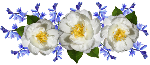 flowers  camellia  bluebells